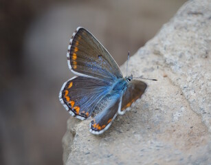 A beautiful pigeon butterfly sits on a stone. Brown.