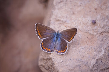 A beautiful pigeon butterfly sits on a stone. Brown.