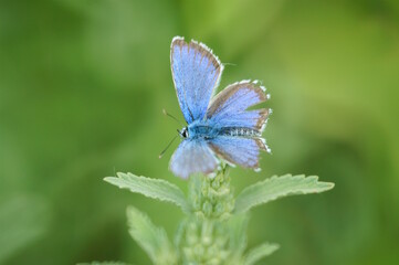 A beautiful pigeon butterfly with outstretched wings. Insects in nature.