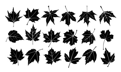 set of silhouettes Maple leaf