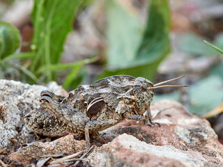 Large camouflaged grasshopper earth and wood color. It does not have developed wings. Euryparyphes terrulentus