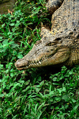Estuarine crocodile  (Crocodylus porosus) have a resting in a bandung zoo in bandung, west java, indonesia.