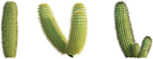 Ferocactus pilosus cactus 4k png cutout isolate © DH Tree Stock