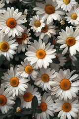 Obraz premium Many white flowers with yellow centers in the field