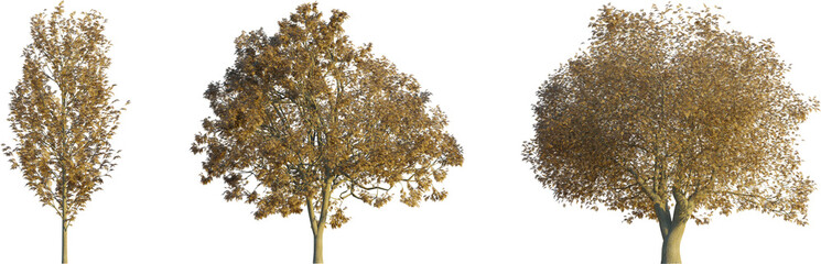 Fraxinus excelsior autumn 4k png cutout isolate