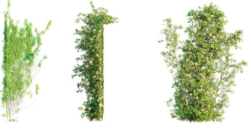 Fototapeta premium Vine plant 4k png cutout isolate