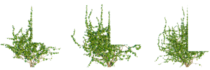 Ivy Window down 4k png cutout isolate