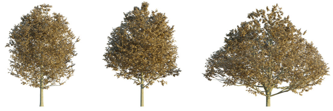 Fagus sylvatica autumn 4k png cutout isolate