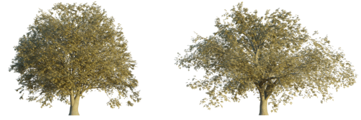 Quercus cerris autumn 4k png cutout isolate