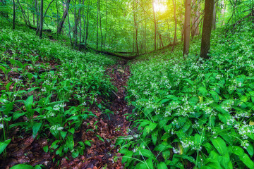 Beautiful green forest full of wild garlic. Bears garlic lso known as allium ursinum in beautiful green forest.