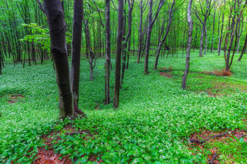 Green forest full with white blossoming bears garlic  flowers