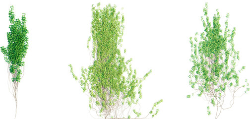 Vine plant 4k png cutout isolate