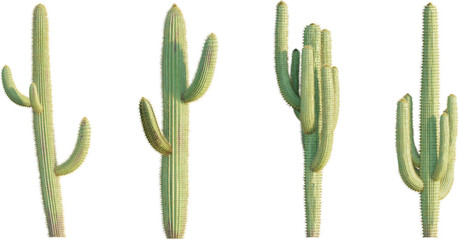 saguaro cactus 4k png cutout isolate © DH Tree Stock