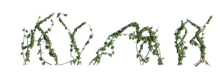 Ivy Loose 4k png cutout isolate