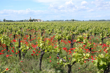 vignes et coquelicots