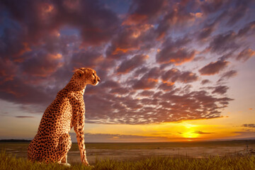 Leopard in shroud. Wild cat sits at sunset. Leopard on picturesque background. Predator looks...