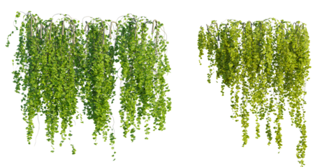 Hanging plant 4k png cutout isolate