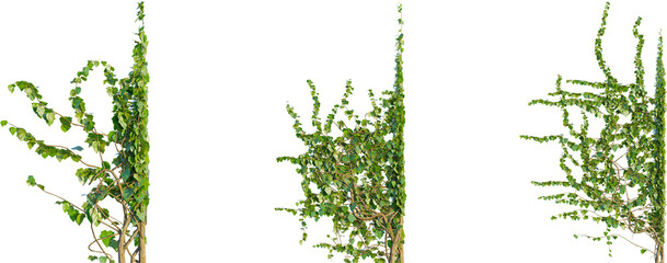 Ivy Corner 4k png cutout isolate