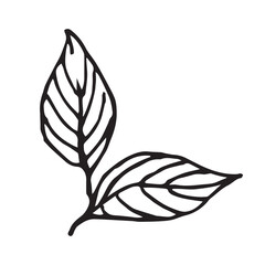 Leaves hand drawn vector illustration of on white