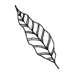 Leaf hand drawn vector illustration