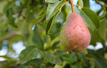 Pear on the tree isolated on blur background.
