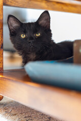 Black kitten in a sunny apartment
