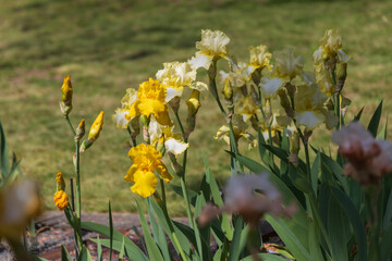 Blooming Iris - Iris in the garden, with a colorful background.
