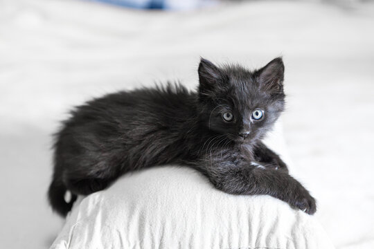 Black kitten in a sunny apartment