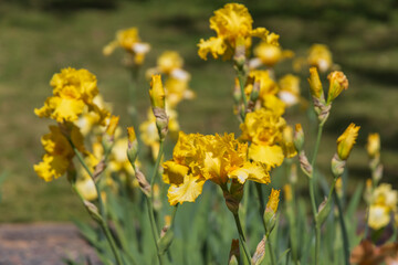 Blooming Iris - Iris in the garden, with a colorful background.