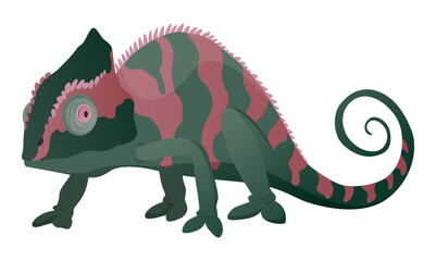 Chameleon lizard. Reptiles with curved tail and camouflage skin, tropical wildlife. Vector exotic animal illustration