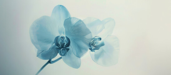 Delicate beauty. Blue orchids with translucent petals isolated on white background. 