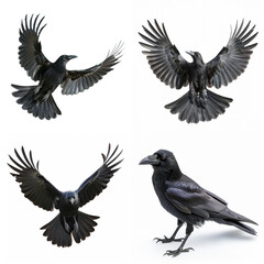 Obraz premium Majestic raven set on white background
