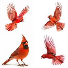 Obraz premium Majestic northern cardinals in various poses