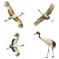 Obraz premium Majestic cranes in flight and standing poses