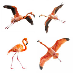 Obraz premium Four vibrant images of a flamingo; isolated on a white background showcasing flight, standing, and various action poses