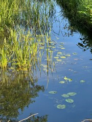 large water lily leaves on the surface