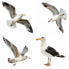 Obraz premium Various seagulls showing detailed poses and movements in high resolution, isolated on white background