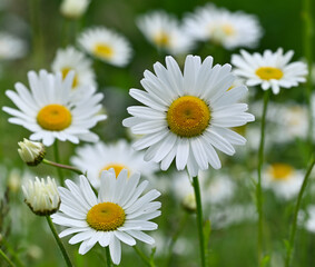 Obraz premium Beautiful close-up of leucanthemum vulgare