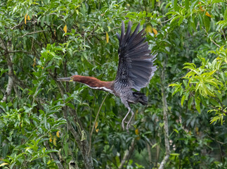 heron flying