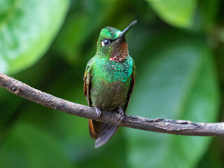 hummingbird on a branch