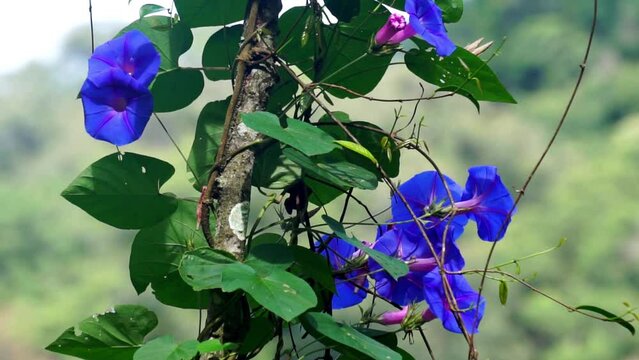 Ipomoea nil (Ipomoea morning glory, picotee morning glory, ivy morning glory, Japanese morning glory). The crown is blue, purple, or almost scarlet red. The throat is often colored white.