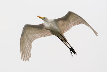 white heron flying in flight