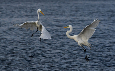 Obraz premium herons in mating dance