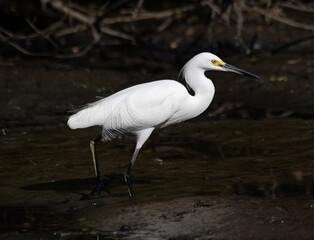 Snowy Egret