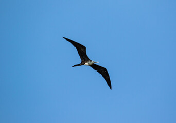 frigatebird in flight
