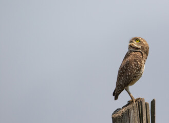 owl looking up