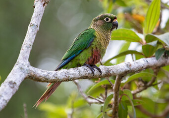 parakeet