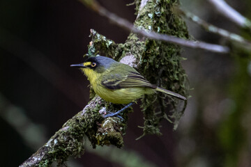 a bird