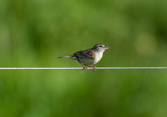 sparrow on a wire
