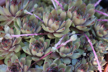 Sempervivum Gelber Stern Rojnik